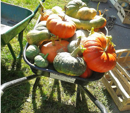 Amap Domancy un panier de légumes en direct